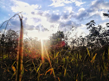 Sunbeam in the grass area