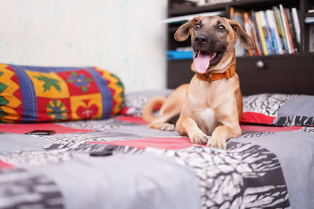 a happy dog sitting on the bed with his tongue out