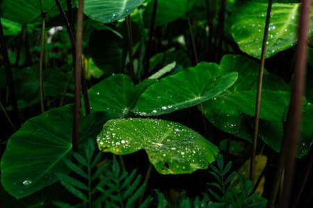 Close up shot of a green plant with water droplets on it's leaves.