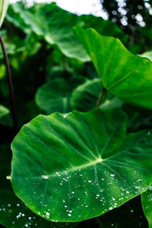 Close up shot of a green plant with water droplets on it's leaves.の写真素材