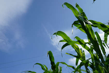 Corn field in clear day, corn tree with blue cloudy Sky