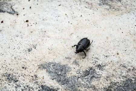 Coconut rhinoceros beetle crawling slowly isolated on cement flooring background closeup.
