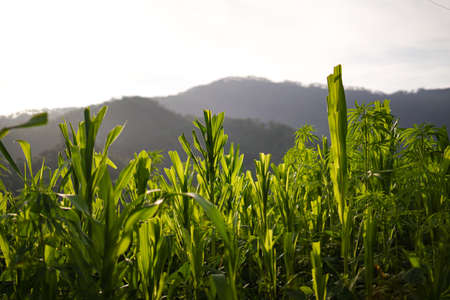Corn field in clear day, corn tree with blue cloudy Sky at sunset.の写真素材
