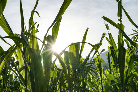 Corn field in clear day, corn tree with blue cloudy Sky at sunset.の写真素材