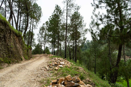 A road in the green jungles of the mountains.の写真素材