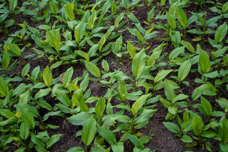 Fresh green plants in the soil, budding plants.の写真素材