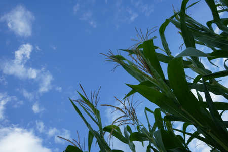 Corn field in clear day, corn tree with blue cloudy Sky