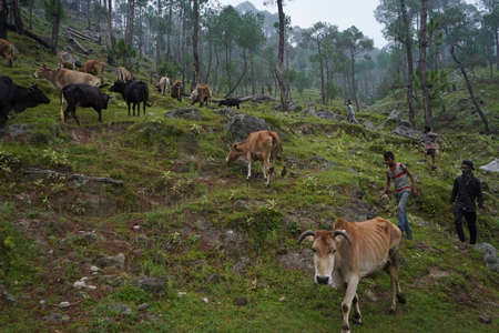 ALMORA, INDIA - SEPTEMBER 06, 2020:Cows graze on mountain hills in a foggy morning.Picturesque and gorgeous foggy morning scene.のeditorial素材