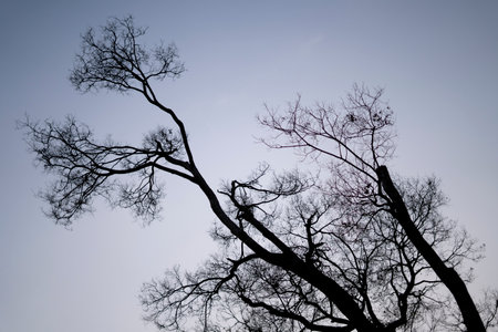 minimal silhouette of a tree on a blue sky captured during sunset with copyspace.