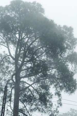Misty dark pine forest in the morning on the mountainside. Photo taken with low saturation