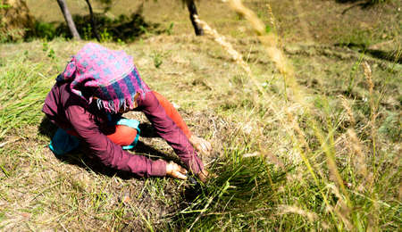 Indian female farmer working in the fields, cutting the grass wearing traditional dress.の写真素材