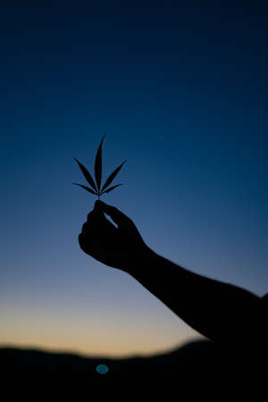 Beautiful wallpaper of a hand holding weed plant leaf with a sunset background. Silhouette of a hand holding leaf.の写真素材