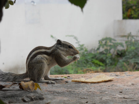 Squirrel Eating Breadの写真素材