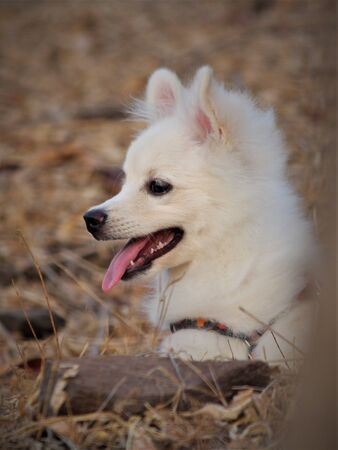 A pom dog .white in color,from india.の写真素材