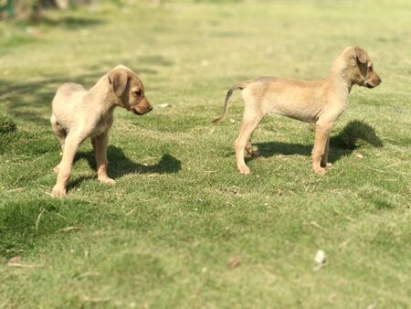 puppies in garden at Indian park.の写真素材