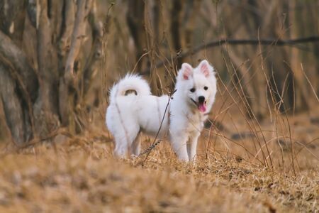 A pom dog .white in color,from india.の写真素材