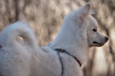 A pom dog .white in color,from India.の写真素材