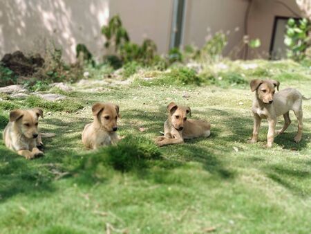 puppies in garden at Indian park.の写真素材