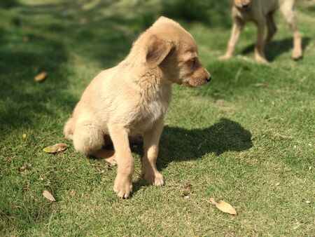 puppies in garden at Indian park.の写真素材
