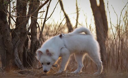 A pom dog .white in color,from India.の写真素材
