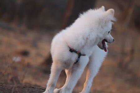 A pom dog .white in color,from india.の写真素材