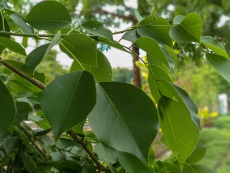 Closeup nature view of green leaf.A image of indian tree leaves with close up view. beautiful green color of nature.の写真素材