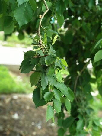 Closeup nature view of green leaf.A image of indian tree leaves with close up view. beautiful green color of nature.の写真素材