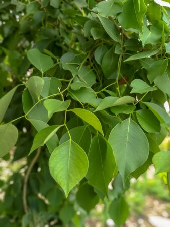 Closeup nature view of green leaf.A image of indian tree leaves with close up view. beautiful green color of nature.の写真素材
