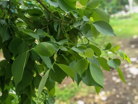 Closeup nature view of green leaf.A image of indian tree leaves with close up view. beautiful green color of nature.の写真素材