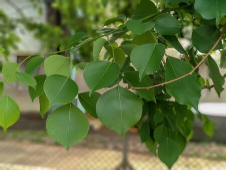 Closeup nature view of green leaf.A image of indian tree leaves with close up view. beautiful green color of nature.の写真素材