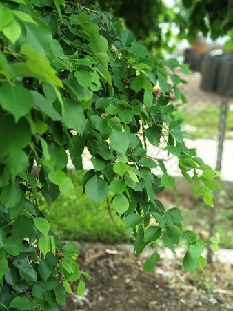 Closeup nature view of green leaf.A image of indian tree leaves with close up view. beautiful green color of nature.の写真素材