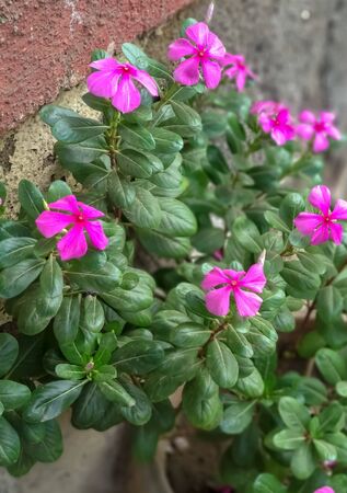 A picture of beautiful pink flowers with green leaves.indian flowers,A closeup view.の写真素材