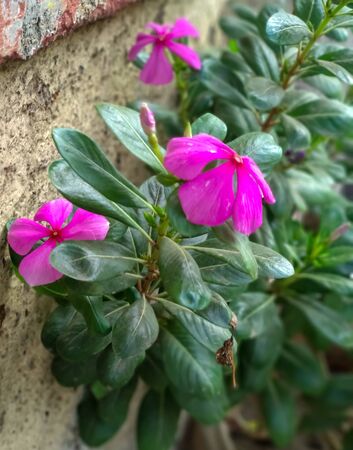A picture of beautiful pink flowers with green leaves.indian flowers,A closeup view.の写真素材