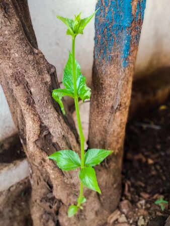 A close up click of green leaf with beautiful color.indian tree with green leaves.の写真素材
