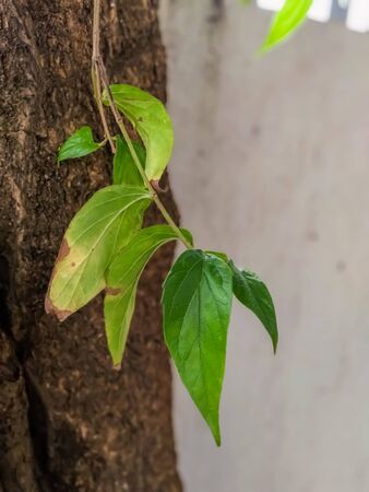 A photo of green leaves closeup view from india.の写真素材