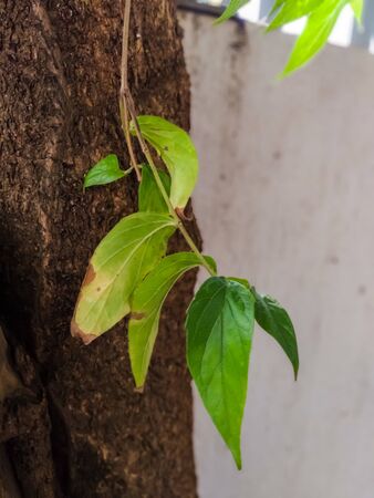 A photo of green leaves closeup view from india.の写真素材