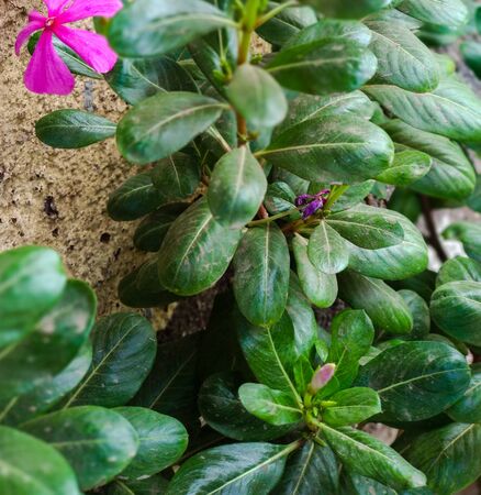 A picture of beautiful pink flowers with green leaves.indian flowers,A closeup view.の写真素材