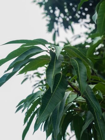 A photo of mango tree leaves.indian mango tree leaves with green color.の写真素材