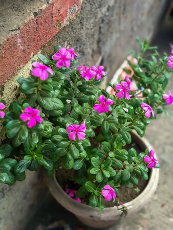 A picture of beautiful pink flowers with green leaves.indian flowers,A closeup view.の写真素材