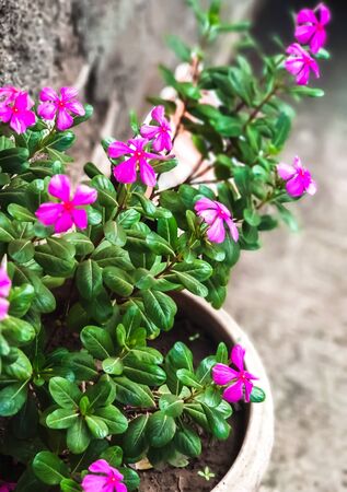 A picture of beautiful pink flowers with green leaves.indian flowers,A closeup view.の写真素材