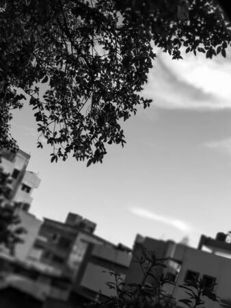 A dark view of tree branch with blue skyの写真素材