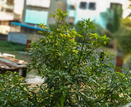 A picture of beautiful green mango tree from india.の写真素材