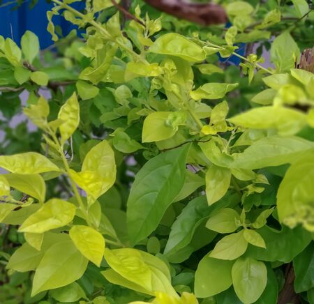 A picture of Indian green leaf with beautiful background.closeup view of green leaves.の写真素材