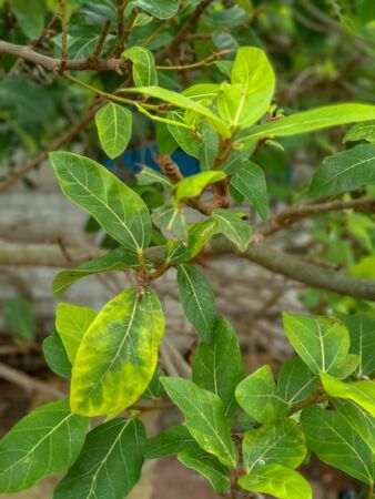 A picture of Indian green leaf with beautiful background.closeup view of green leaves.の写真素材