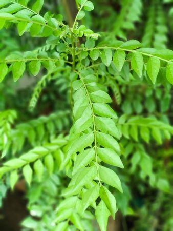 A closeup view of green Curry tree plant leaves.indian Curry tree plant .の写真素材