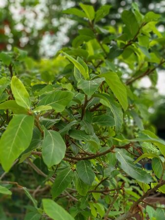 A picture of Ficus racemosa tree leaves. Indian green leaf with beautiful background.closeup view of green leaves.の写真素材