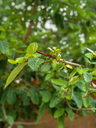 A picture of Ficus racemosa tree leaves. Indian green leaf with beautiful background.closeup view of green leaves.の写真素材