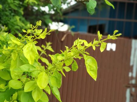 A picture of Indian green leaf with beautiful background.closeup view of green leaves.の写真素材
