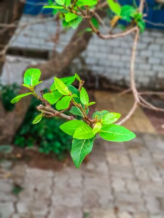 A picture of Ficus racemosa tree leaves. Indian green leaf with beautiful background.closeup view of green leaves.の写真素材