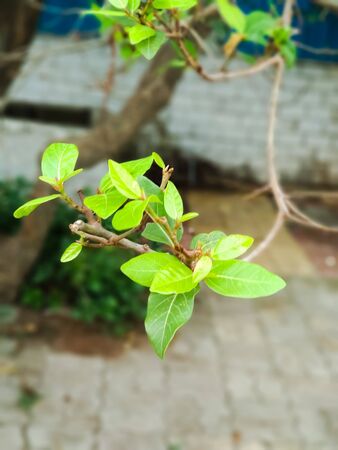 A picture of Ficus racemosa tree leaves. Indian green leaf with beautiful background.closeup view of green leaves.の写真素材